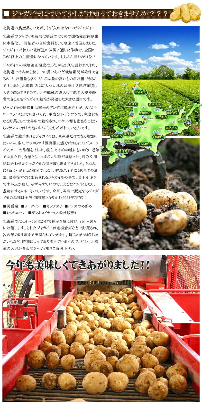 北海道産 ジャガイモ 男爵