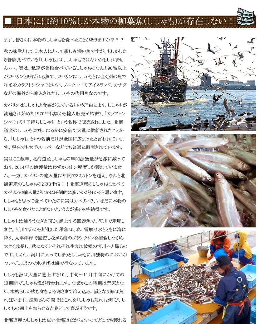 北海道産 干物 ししゃも