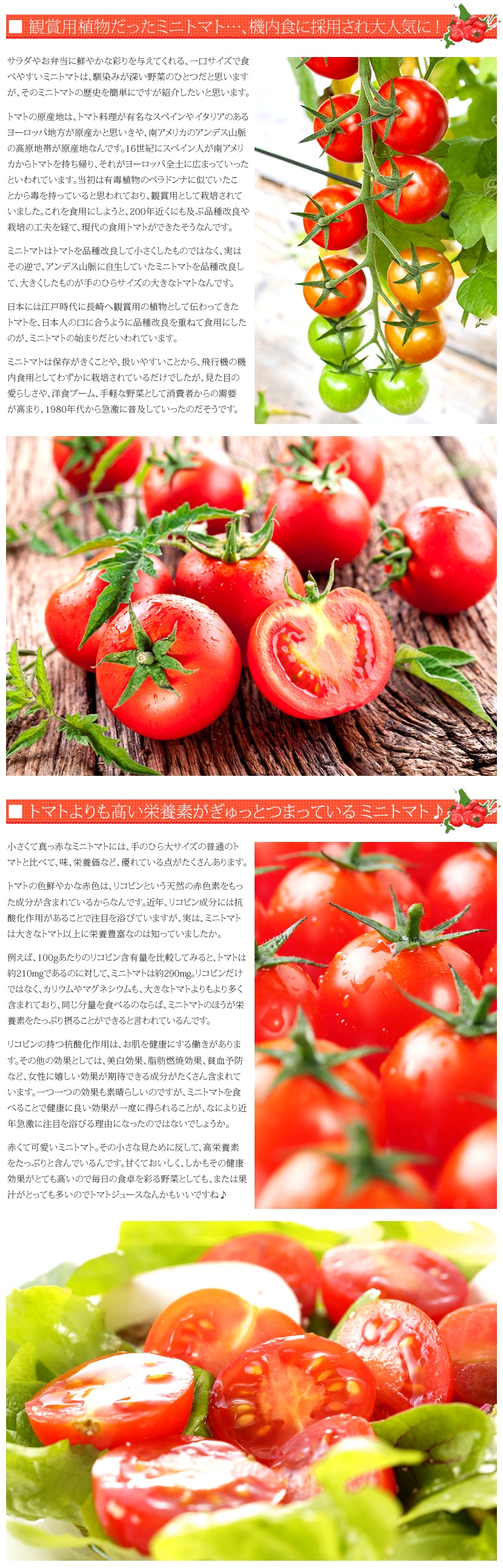 北海道産 ミニトマト