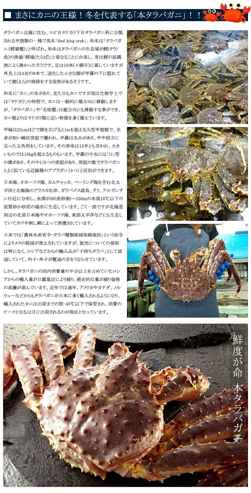 タラバガニ脚