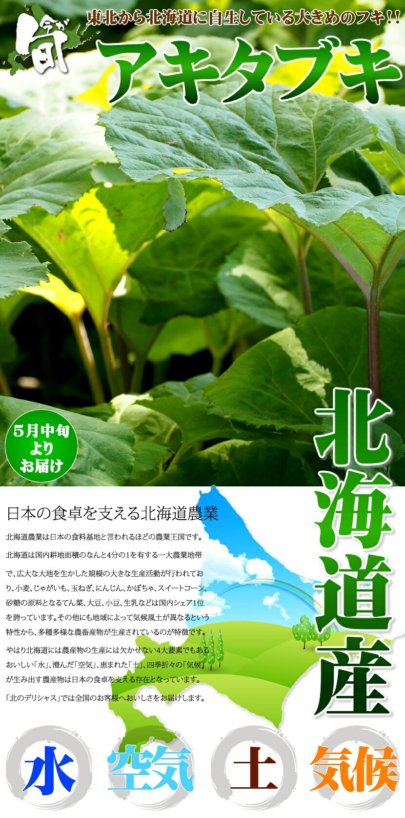 北海道産 アキタブキ