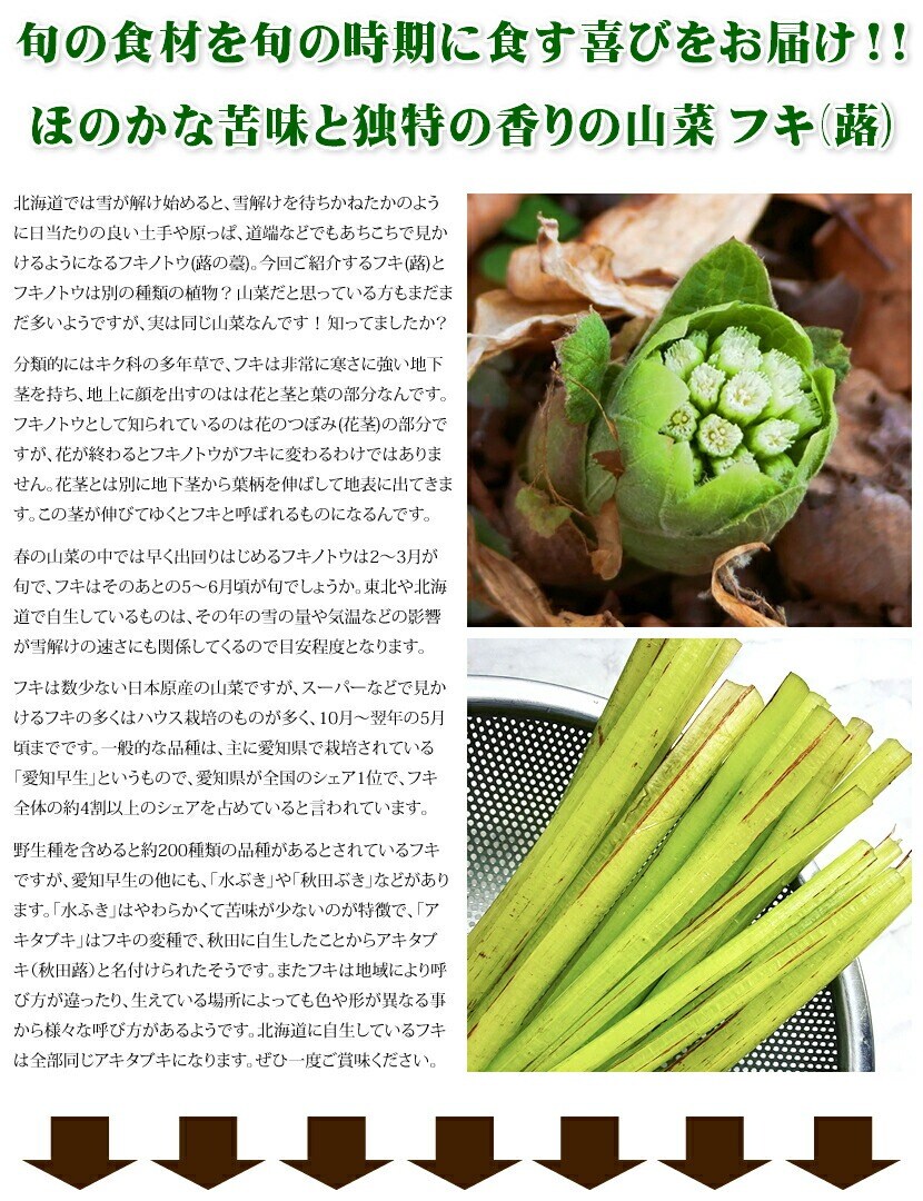 北海道産 アキタブキ