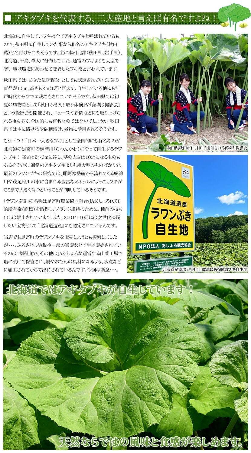 北海道産 アキタブキ