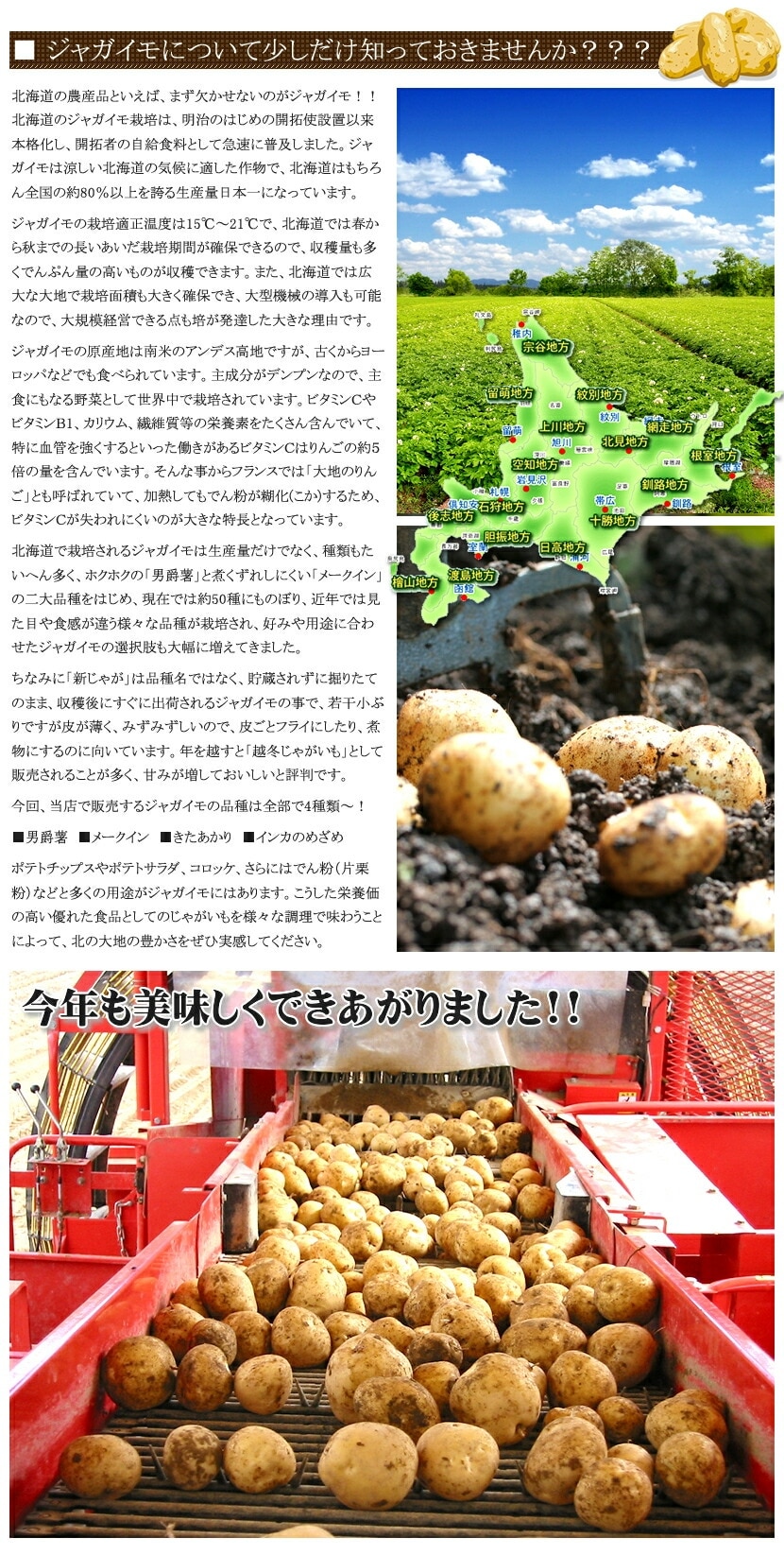 北海道産 じゃがいも きたかむい