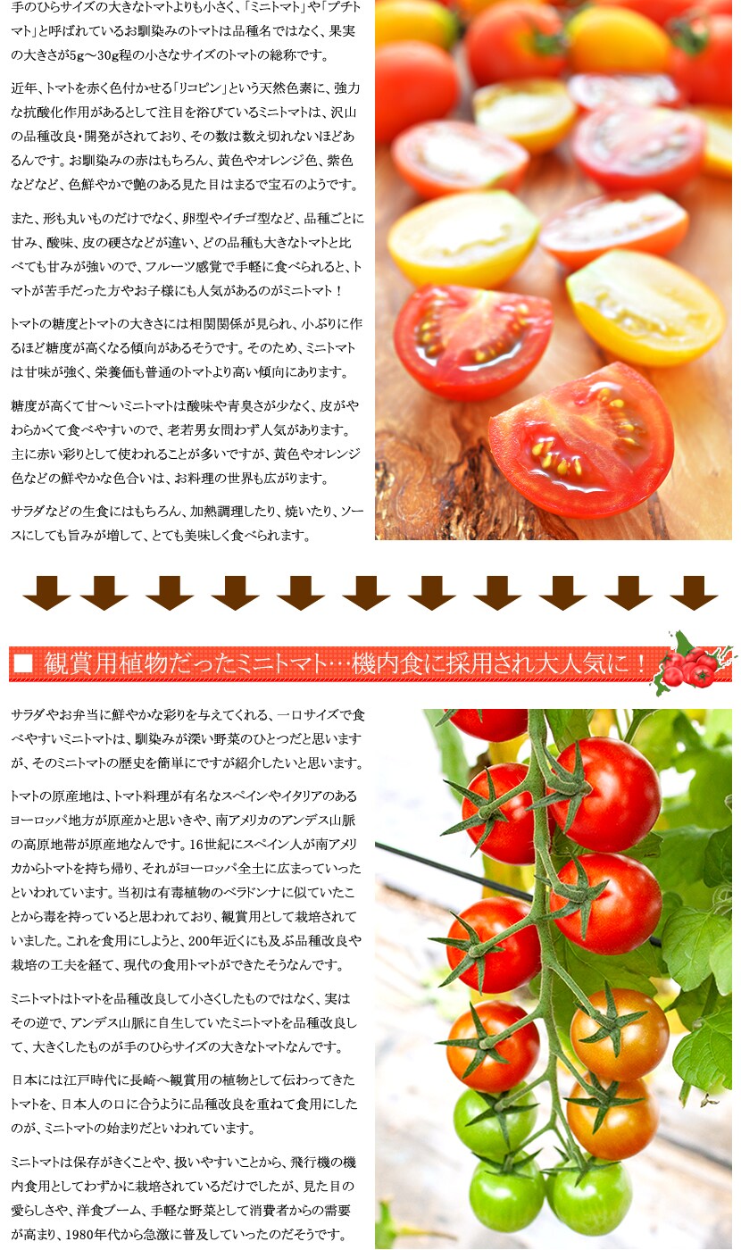 北海道産 ミニトマト