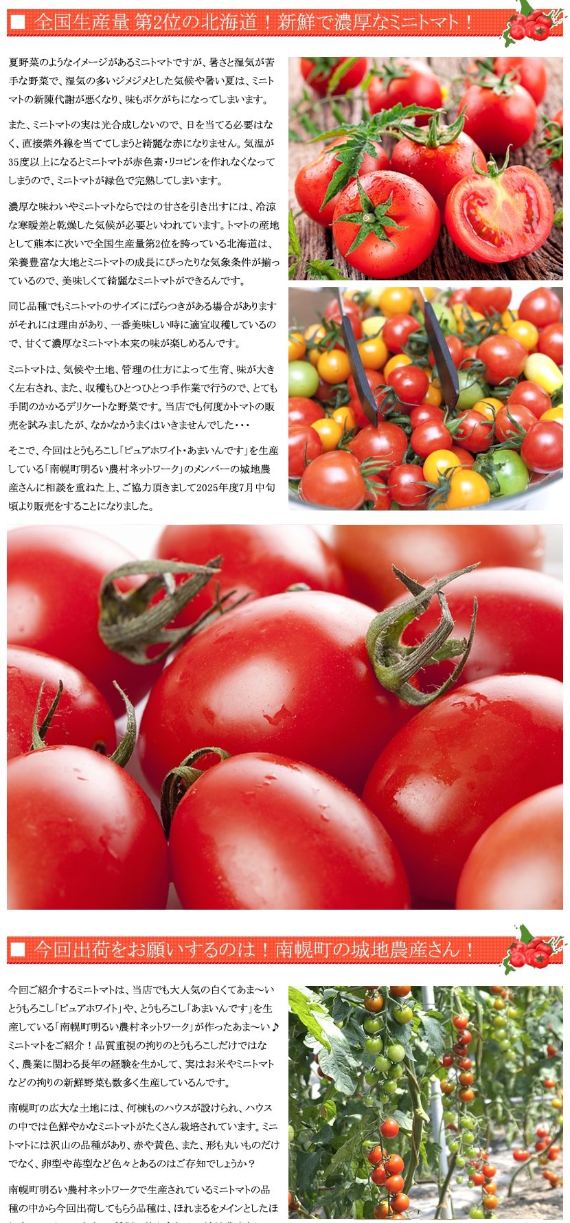 北海道産 ミニトマト