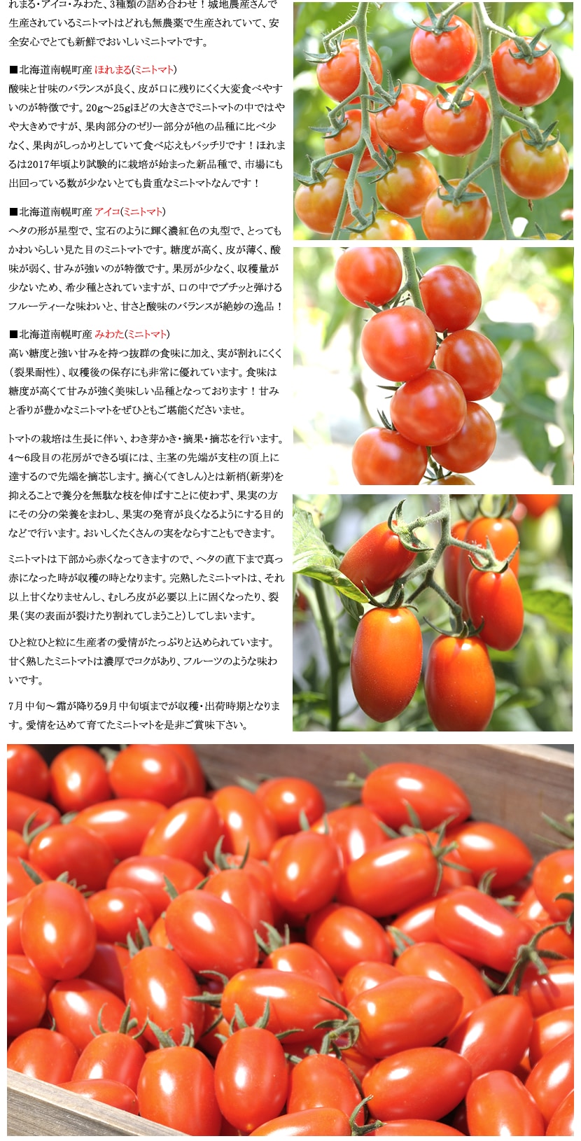 北海道産 ミニトマト