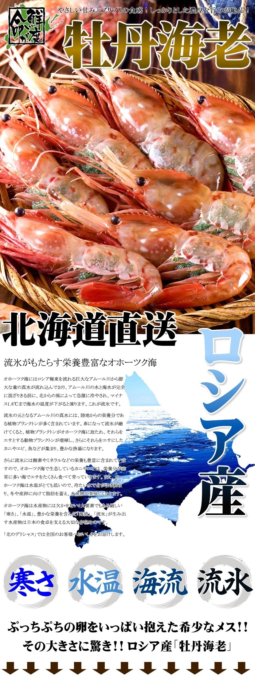 北のデリシャス ボタンエビ