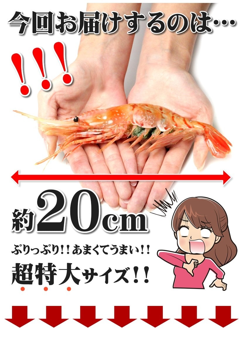 北のデリシャス ボタンエビ