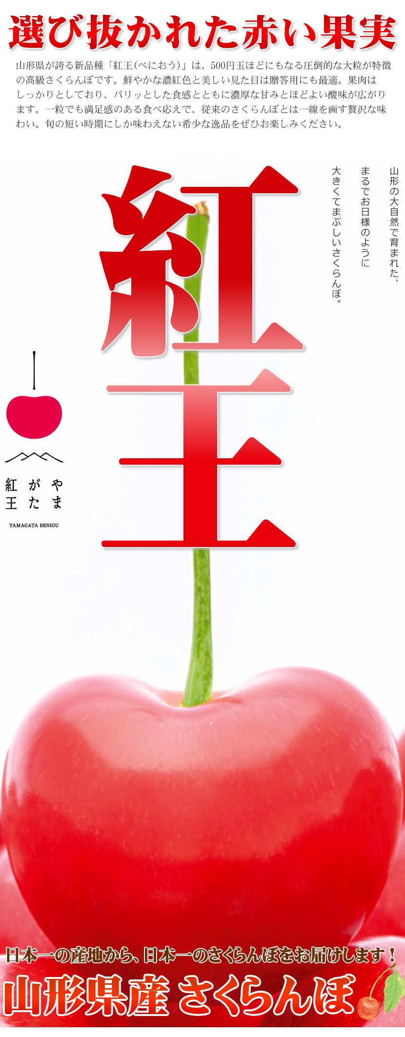 山形産 さくらんぼ 紅王