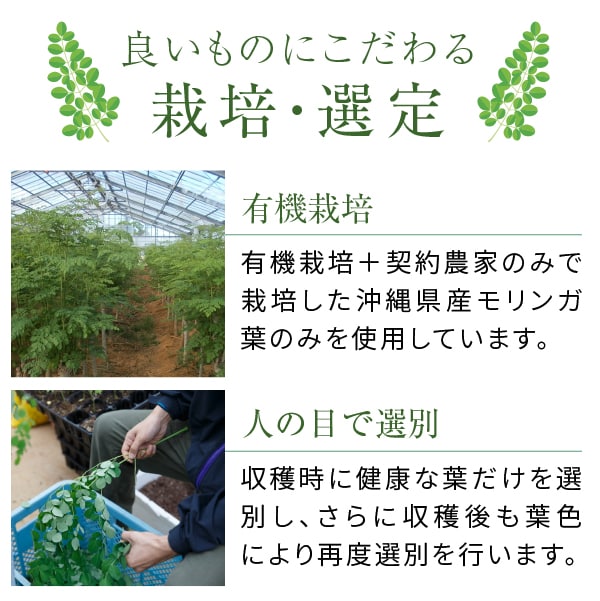 混ぜ物なし！沖縄県産モリンガ100％の健康茶.jpg