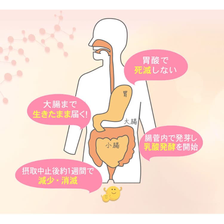 体に取り入れてからの動き