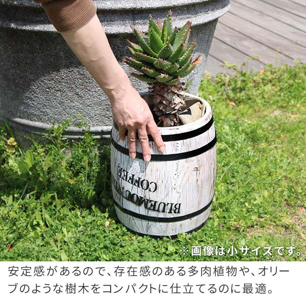 安定感があるので存在感のある多肉植物やオリーブのような樹木をコンパクトに仕立てるのに最適