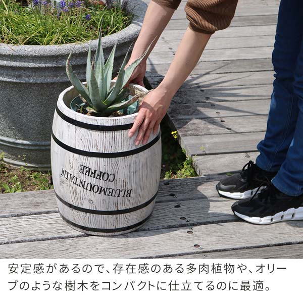 安定感があるので存在感のある多肉植物やオリーブのような樹木をコンパクトに仕立てるのに最適