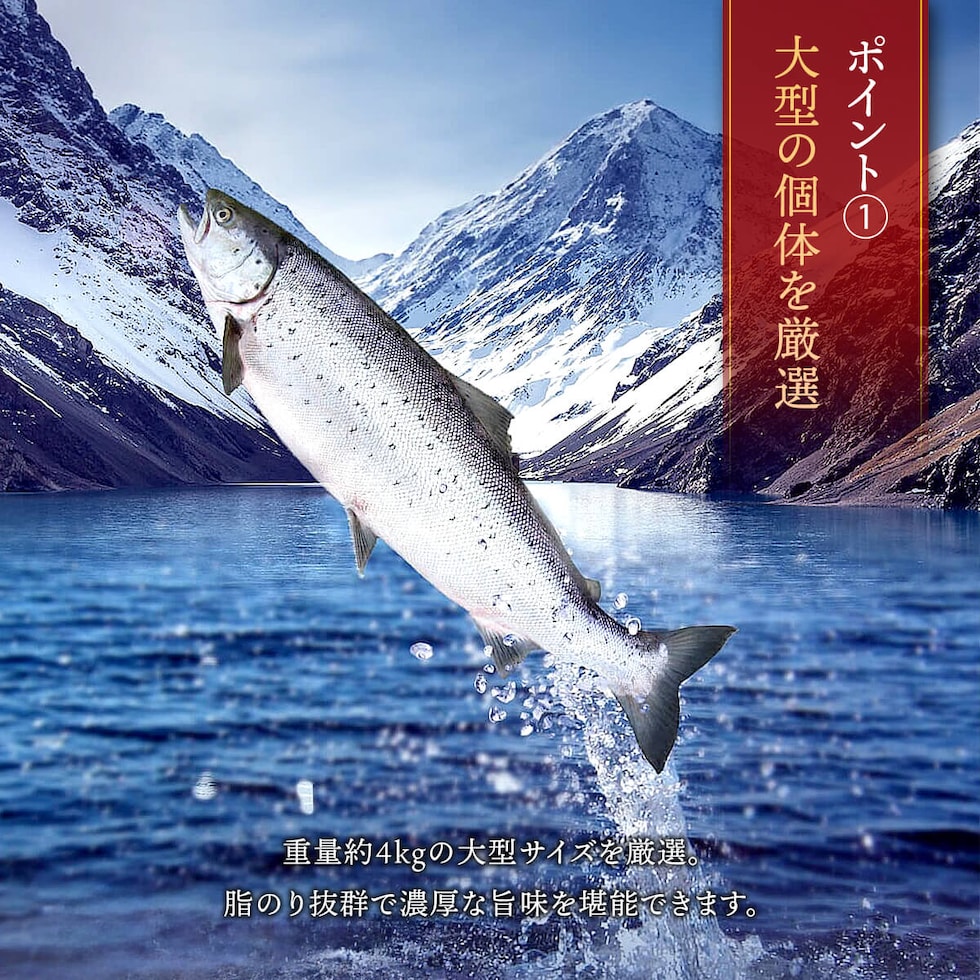 銀鮭ハラス説明