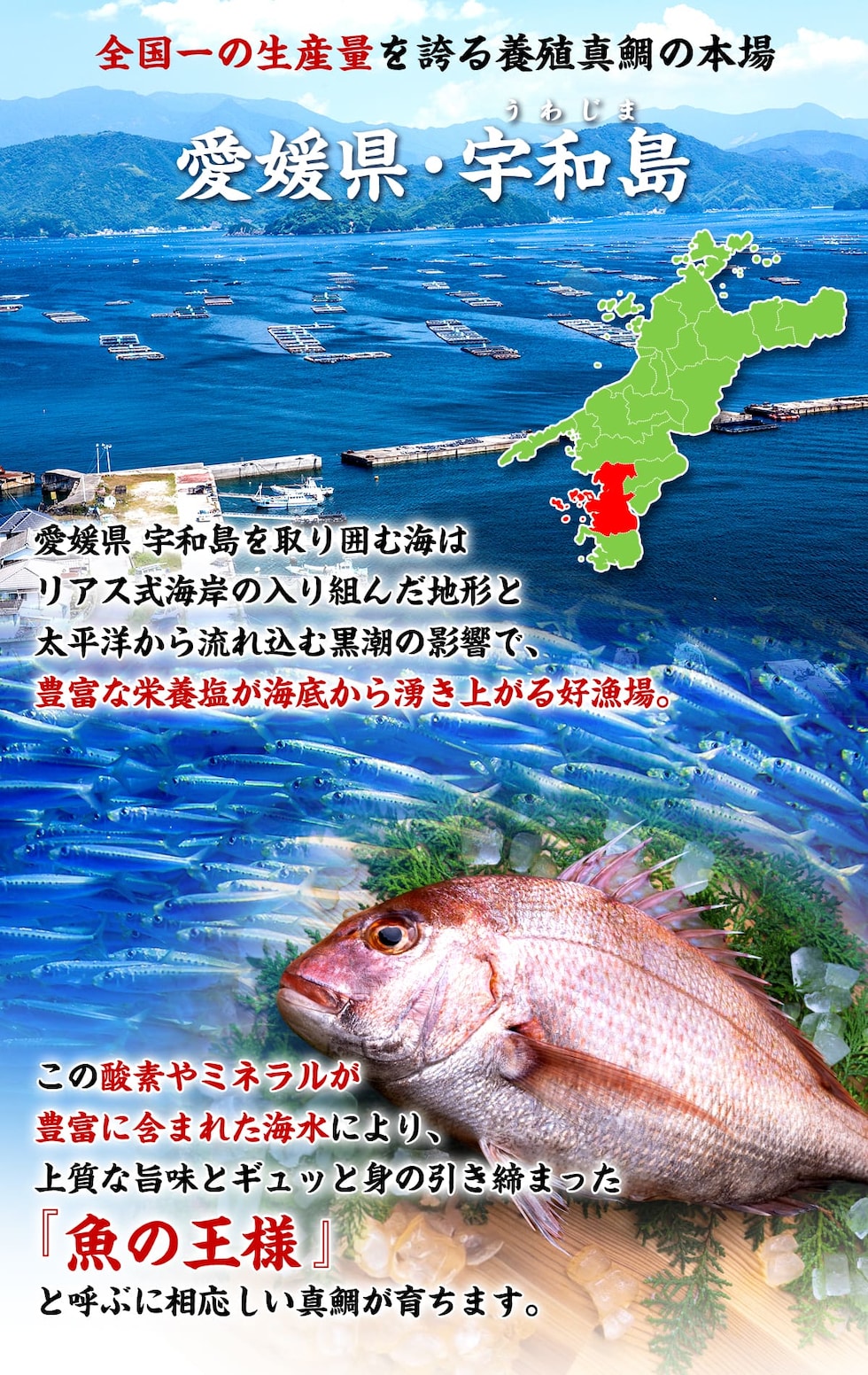 愛媛県宇和島産