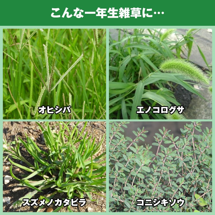 様々な一年生雑草に有効です