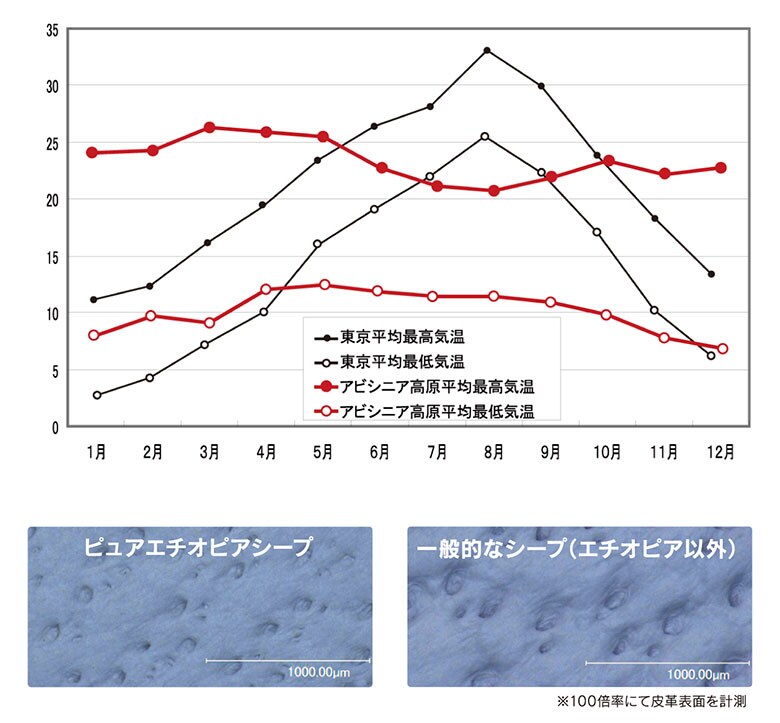 キャスコ グローブ