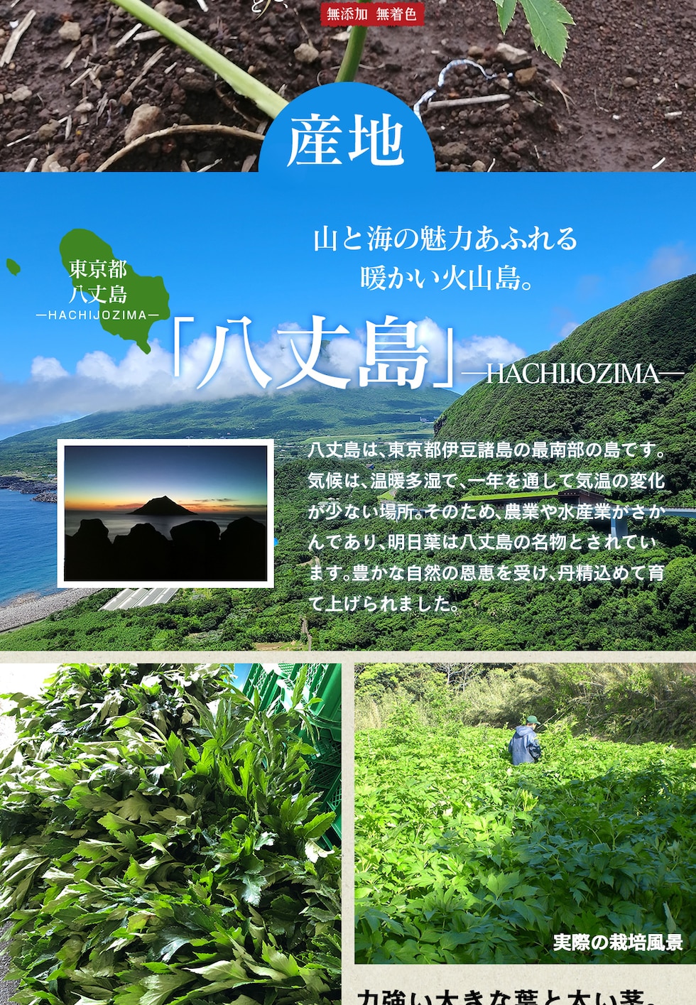 “明日葉パウダー”