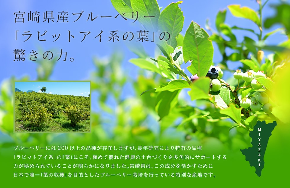 “ブルーベリー葉エキスパウダー”