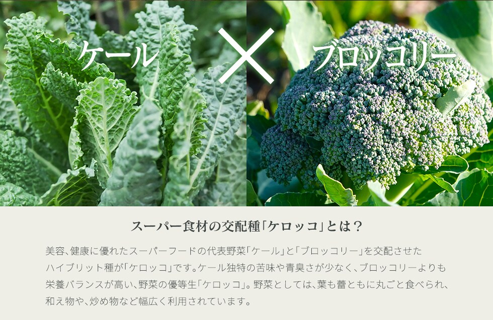 “ケロッコパウダー”