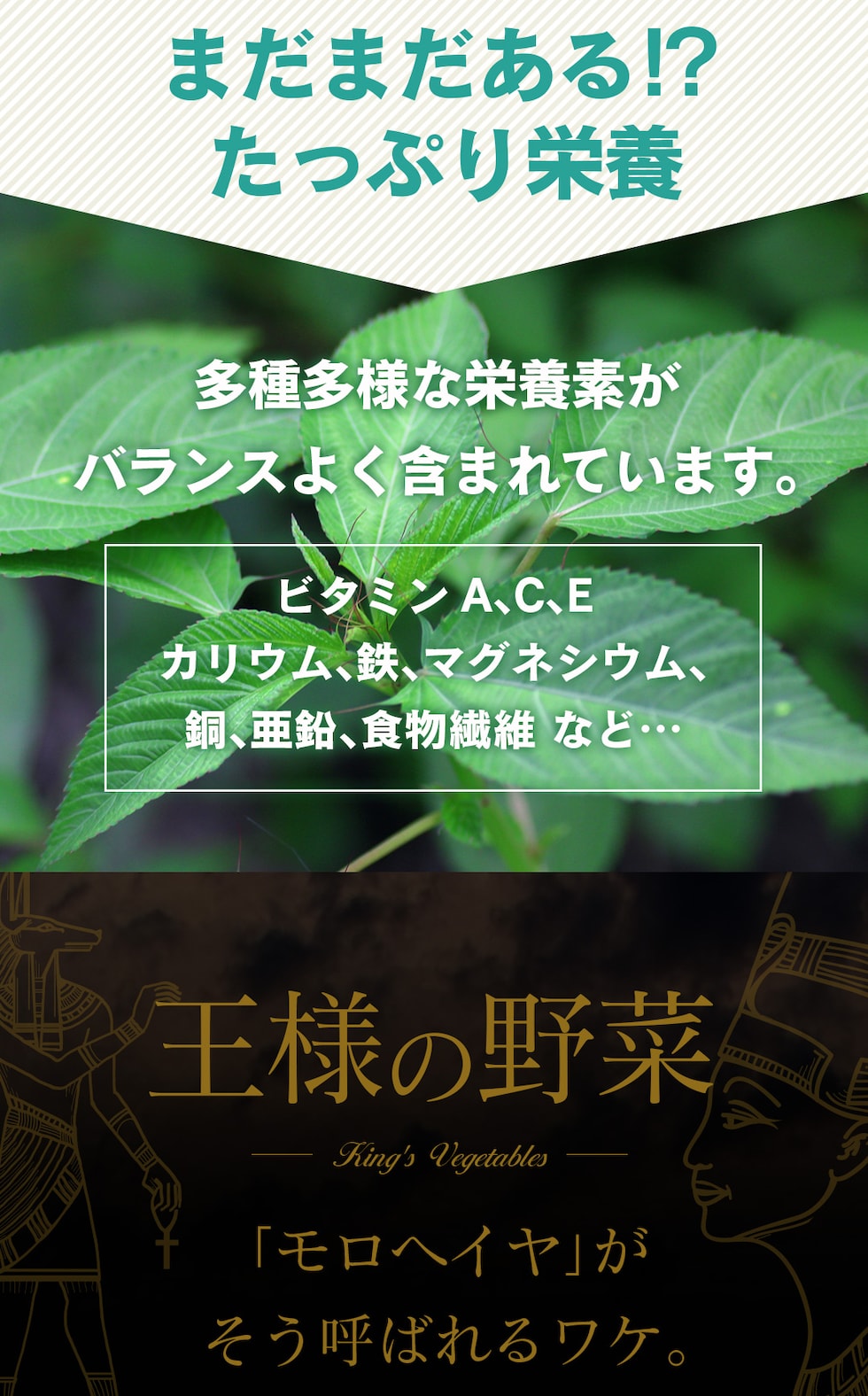 “モロヘイヤパウダー”