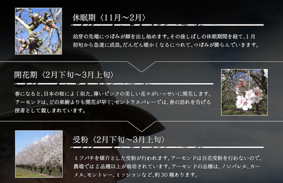 “アーモンド”