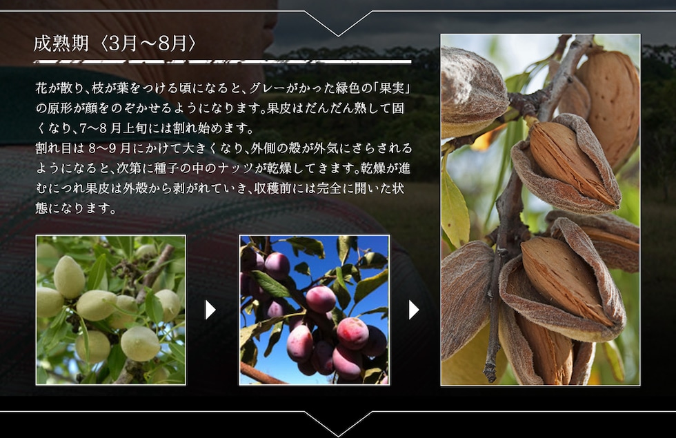 “アーモンド”