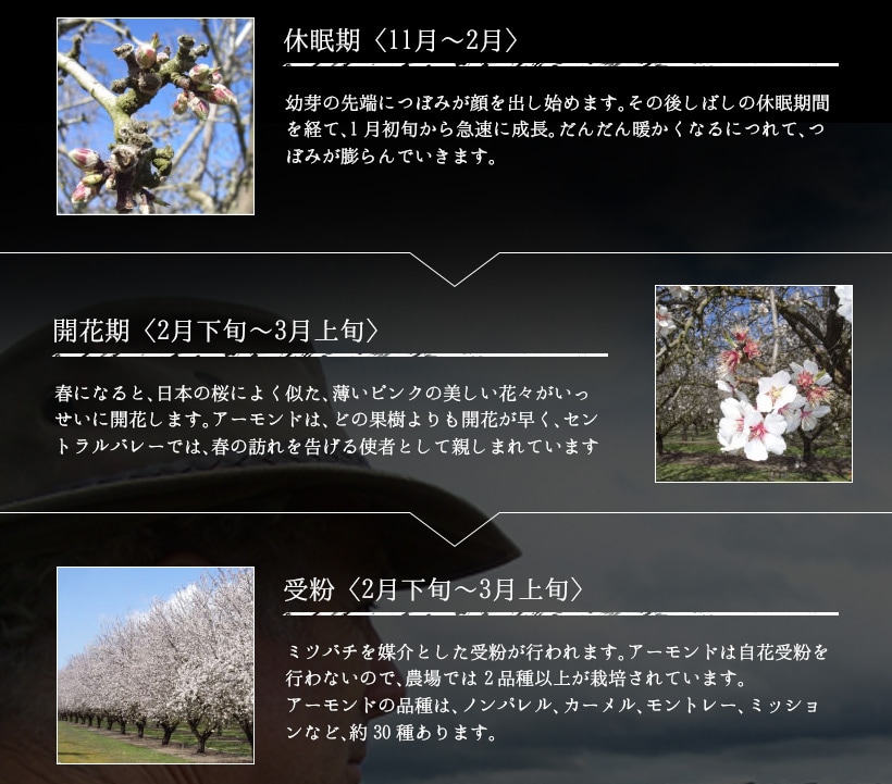 “アーモンド”