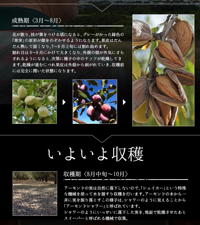 “アーモンド”