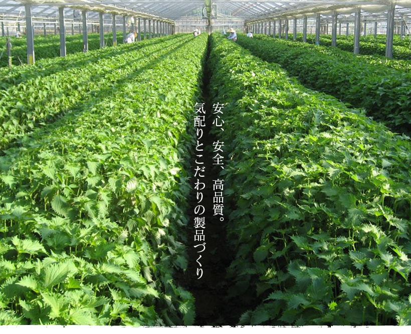 “ジェノベーゼ風