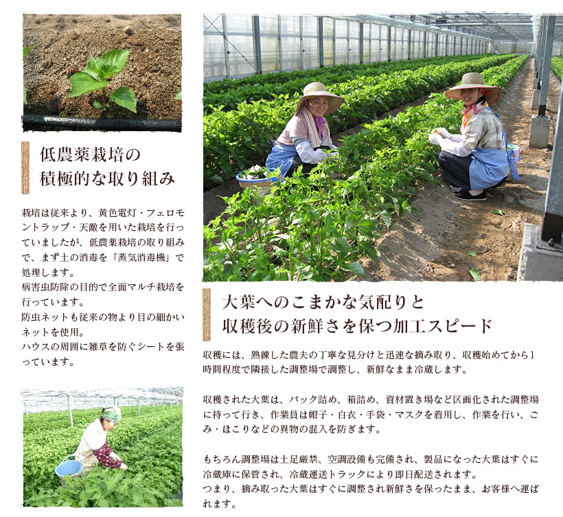 “ジェノベーゼ風