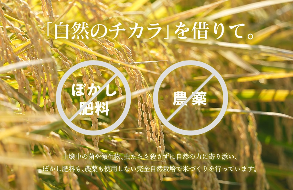 “のりちゃん米