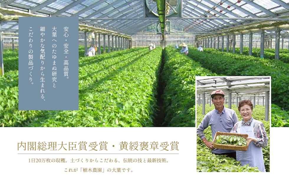 “大葉パウダー”