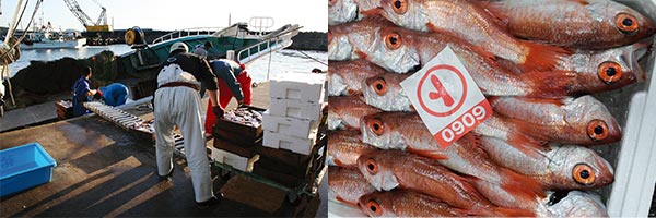 【訳あり】 岡富商店 島根県産 塩だけで作った「一日漁」のどぐろ一夜干セット 1セット（約500g：6～8枚）