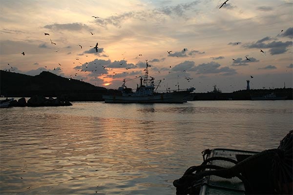 【訳あり】 岡富商店 島根県産 塩だけで作った「一日漁」のどぐろ一夜干セット 1セット（約500g：6～8枚）