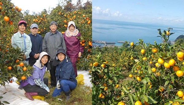 いのうえ果樹園 みかん100%ジュース 12本セット ca0010312 1セット（12本：1本500ml）