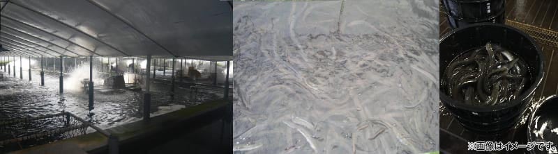 ニチモウフーズ 鹿児島県産 こだわりうなぎ蒲焼 カット+きざみセット 各2袋 1セット