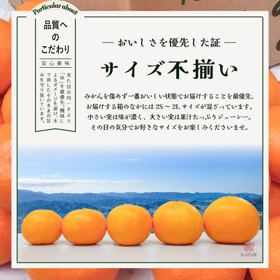 おいしさを優先した証、サイズ不揃い。2S〜2Lサイズが混ざっています。