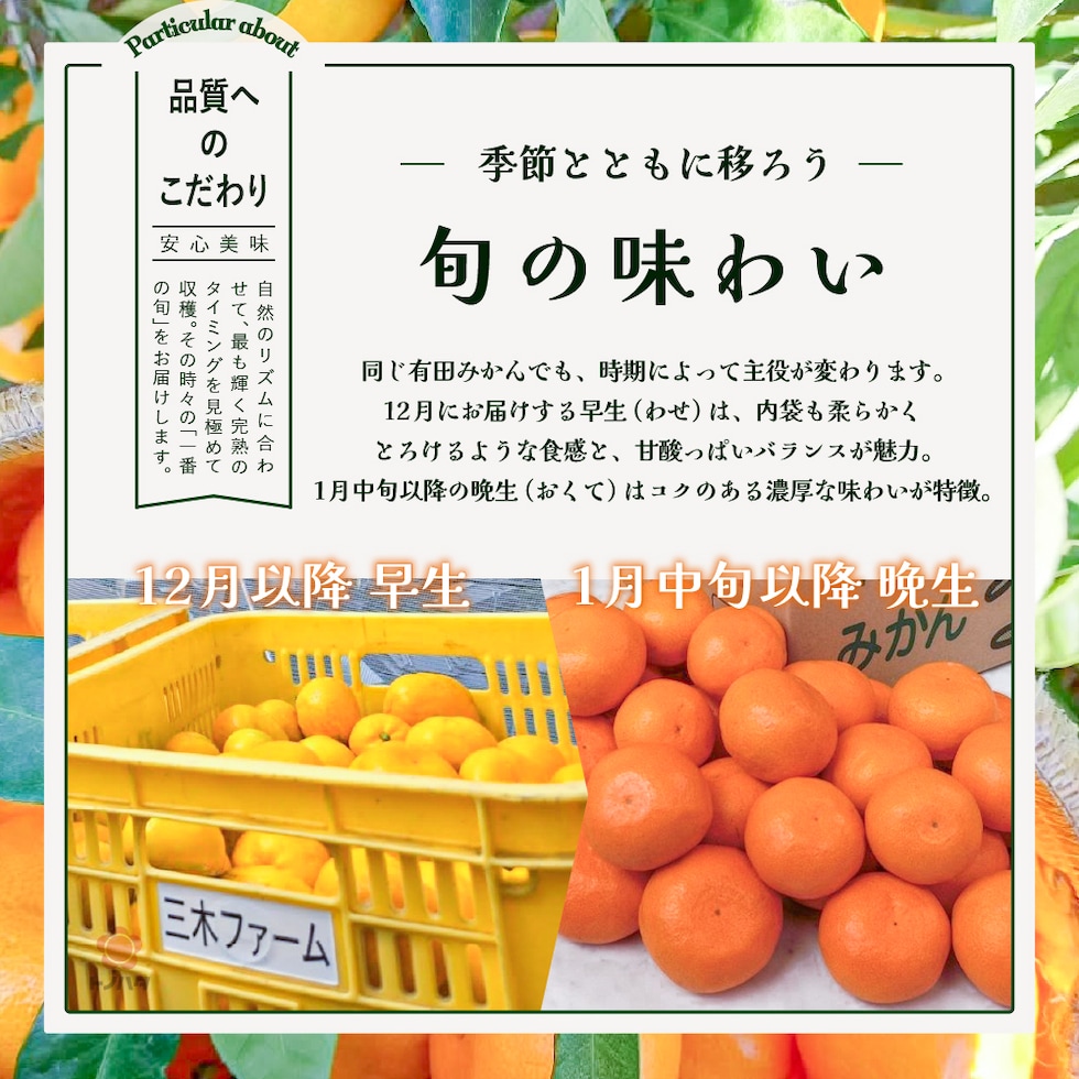 季節とともに移ろう、旬の味わい。12月にお届けする早生は、内袋も柔らかくとろけるような食感と甘酸っぱいバランスが魅力。1月中旬以降の晩生はコクのある濃厚な味わいが特徴。