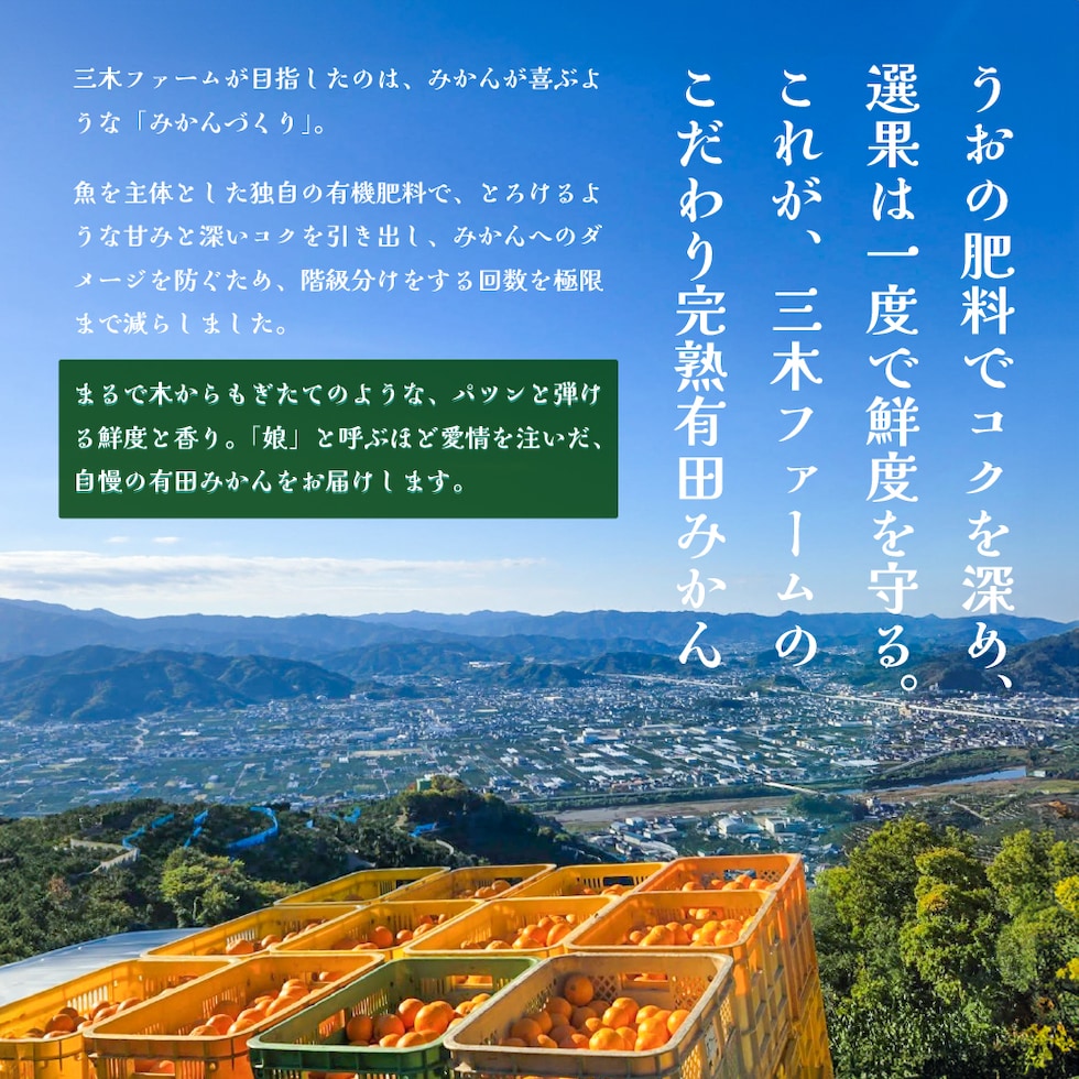 うおの肥料でコクを深め、選果は一度で鮮度を守る。これが、三木ファームのこだわり完熟有田みかん。