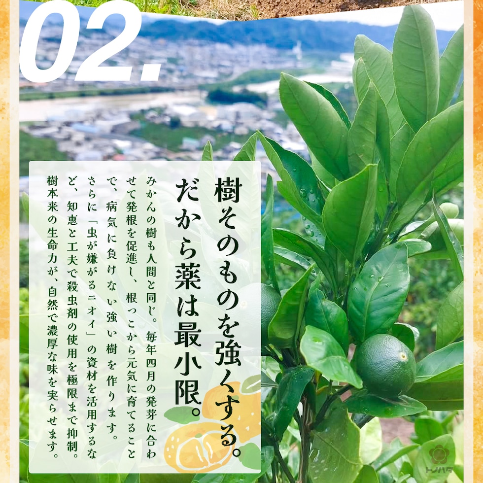 02.樹そのものを強くする。だから薬は最小限。虫が嫌がるニオイの資材を活用するなど知恵と工夫で殺虫剤の使用を極限まで抑制。