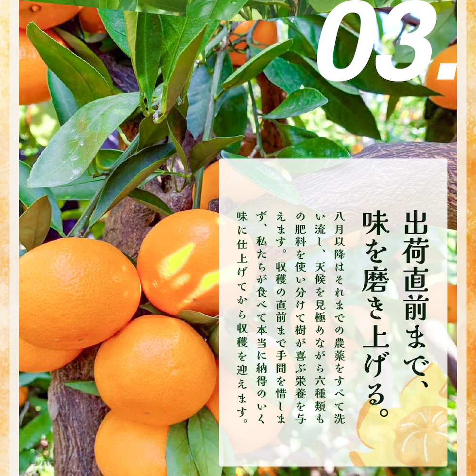 03.出荷直前まで味を磨き上げる。天候を見極めながら六種類もの肥料を使い分けて樹が喜ぶ栄養を与えます。