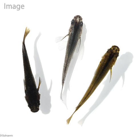 （めだか）黒蜂メダカ（３匹）