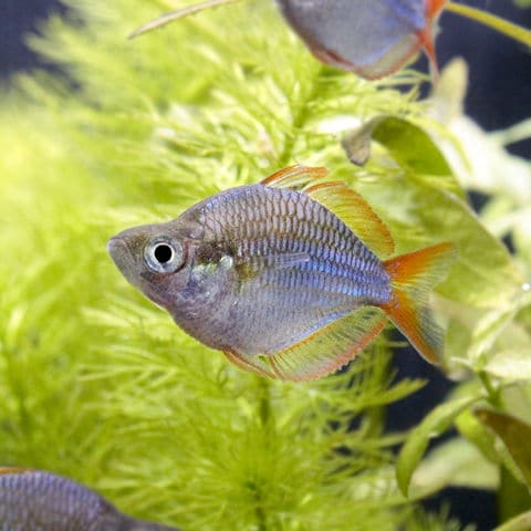 Dショッピング 熱帯魚 バルーンネオンドワーフ レインボー １匹 北海道 九州航空便要保温 カテゴリ 熱帯魚の販売できる商品 チャーム ドコモの通販サイト