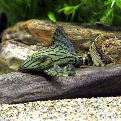 （熱帯魚）グリーン・ロイヤルプレコ　Ｍサイズ（ワイルド）（１匹）　北海道・九州航空便要保温