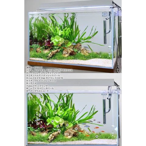 dショッピング |（水草）ニムファ ミクランサ（水中葉）（無農薬）（1