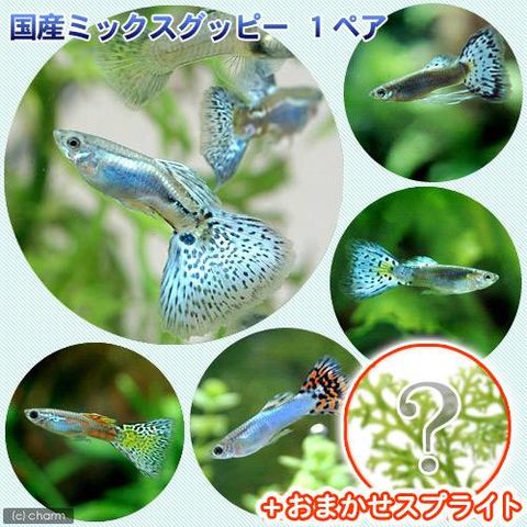 Dショッピング 熱帯魚 水草 国産ミックスグッピー １ペア スプライト１種 ３株セット 北海道 九州航空便要保温 カテゴリ 熱帯魚の販売できる商品 チャーム ドコモの通販サイト