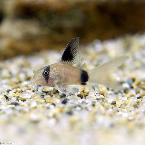 Dショッピング 熱帯魚 コリドラス パンダ ロングフィン ３匹 北海道 九州航空便要保温 カテゴリ 熱帯魚の販売できる商品 チャーム ドコモの通販サイト