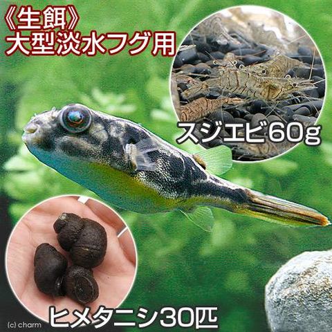 dショッピング |（エビ・貝）生餌 大型淡水フグ用 スジエビ（６０ｇ）＋ヒメタニシ（３０匹） | カテゴリ：ビーシュリンプ・鑑賞用エビの販売できる商品  | チャーム (023141587)|ドコモの通販サイト